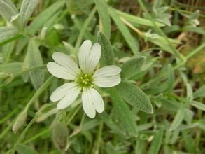 細葉卷耳 細葉卷耳