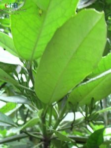 桃葉珊瑚 桃葉珊瑚