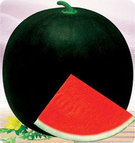 鄭抗無籽8號 鄭抗無籽8號