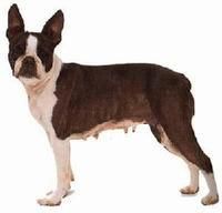 波士頓犬 波士頓犬