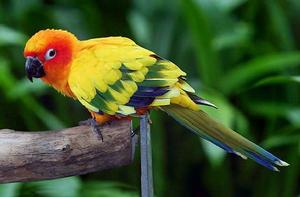 太陽錐尾鸚鵡 太陽錐尾鸚鵡