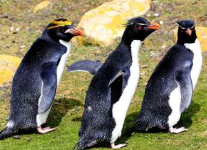 喜石企鵝 喜石企鵝