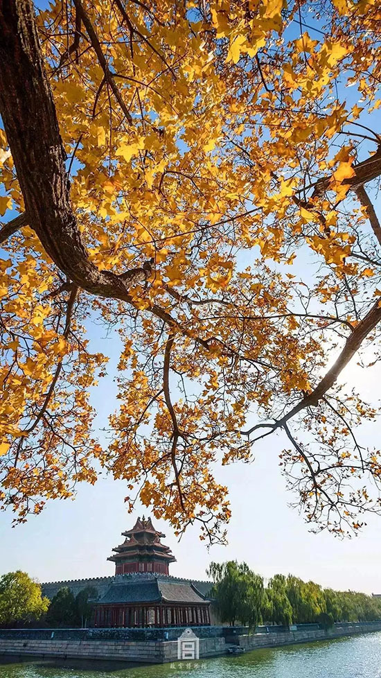一到秋天,北京又又又美成了北平!