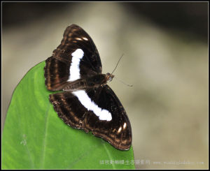 新月帶蛺蝶 新月帶蛺蝶