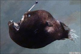 深海琵琶魚 深海琵琶魚