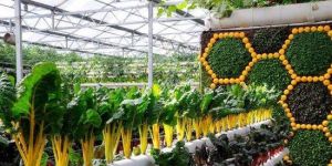 高科技蔬菜示範園 高科技蔬菜示範園