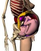 計算機人體模型 計算機人體模型