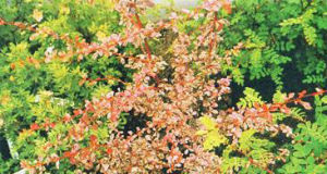 花葉小檗 花葉小檗