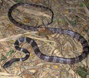 黑背白環蛇 黑背白環蛇