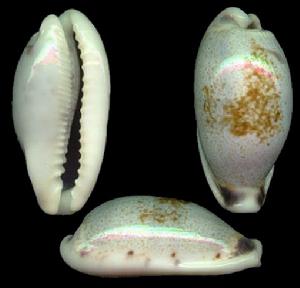 索拜寬口寶螺 索拜寬口寶螺