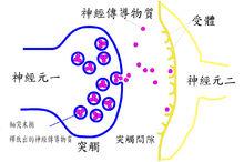 突觸[神經生理學]