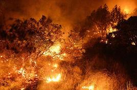 石炭紀生物大滅絕 石炭紀生物大滅絕