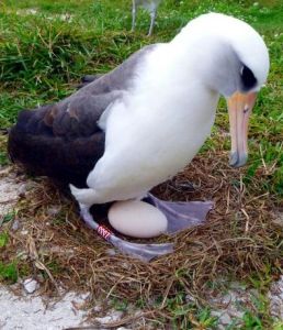 黑背信天翁 黑背信天翁