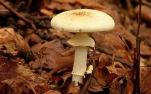 鱗柄白鵝膏菌 鱗柄白鵝膏菌