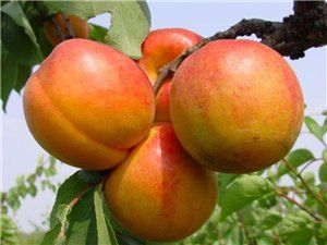 石片黃杏 石片黃杏