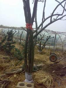 《周南·漢廣》