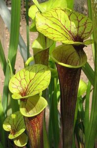 紅管黃瓶子草 紅管黃瓶子草