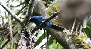 白領藍頭鵲 白領藍頭鵲