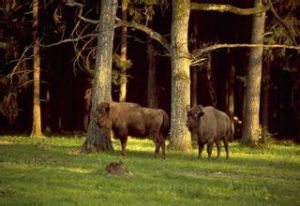 別洛韋日自然保護區 別洛韋日自然保護區