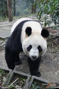 大熊貓美美 大熊貓美美