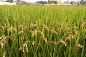 寧粳29號 寧粳29號