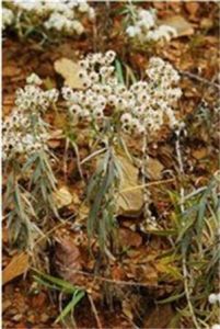 旋葉香青薄葉變種 旋葉香青薄葉變種