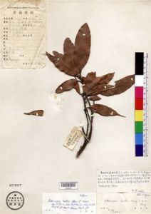 屏邊石櫟 屏邊石櫟