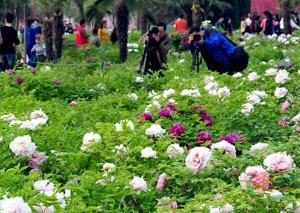 中國國花園遊客