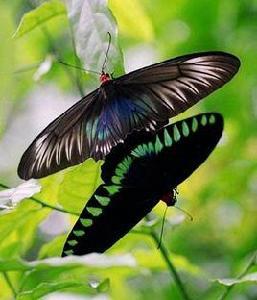 特洛伊紅頸鳳蝶 特洛伊紅頸鳳蝶