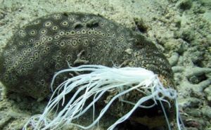 蛇目海參 蛇目海參