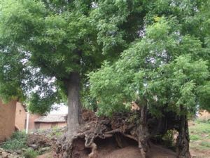 么河利村 么河利村