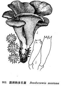山地剌孢多孔菌 山地剌孢多孔菌