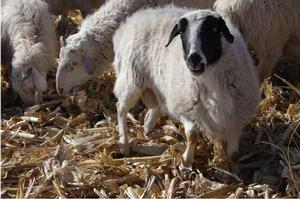 右玉羊肉 右玉羊肉