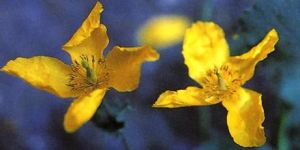 苣葉禿瘡花 苣葉禿瘡花