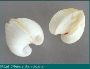 同心蛤科 同心蛤科