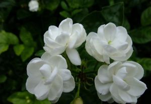 桑巴吉塔 桑巴吉塔