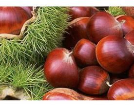 陝西板粟 陝西板粟