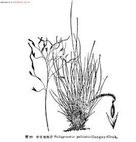 中亞細柄茅 中亞細柄茅