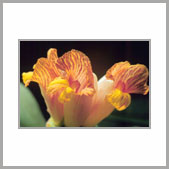 絨葉閉鞘姜 絨葉閉鞘姜