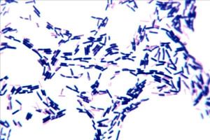 革蘭氏陽性細菌 革蘭氏陽性細菌