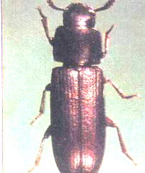 赤似谷盜 赤似谷盜