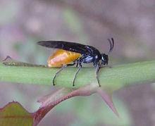 薔薇三節葉峰成蟲