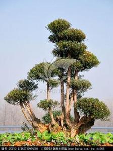 小葉赤楠 小葉赤楠