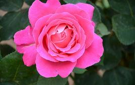 現代月季 現代月季