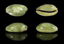 黑痣寶螺（圖冊2）