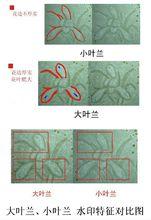 大葉蘭、小葉蘭水印特徵對比圖