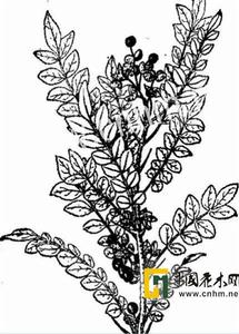 元江花椒 元江花椒