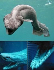 皺鰓鯊