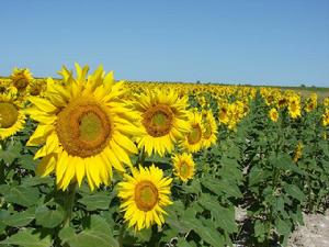 頂山食葵 頂山食葵