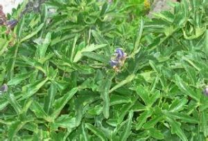 擬康定烏頭 擬康定烏頭